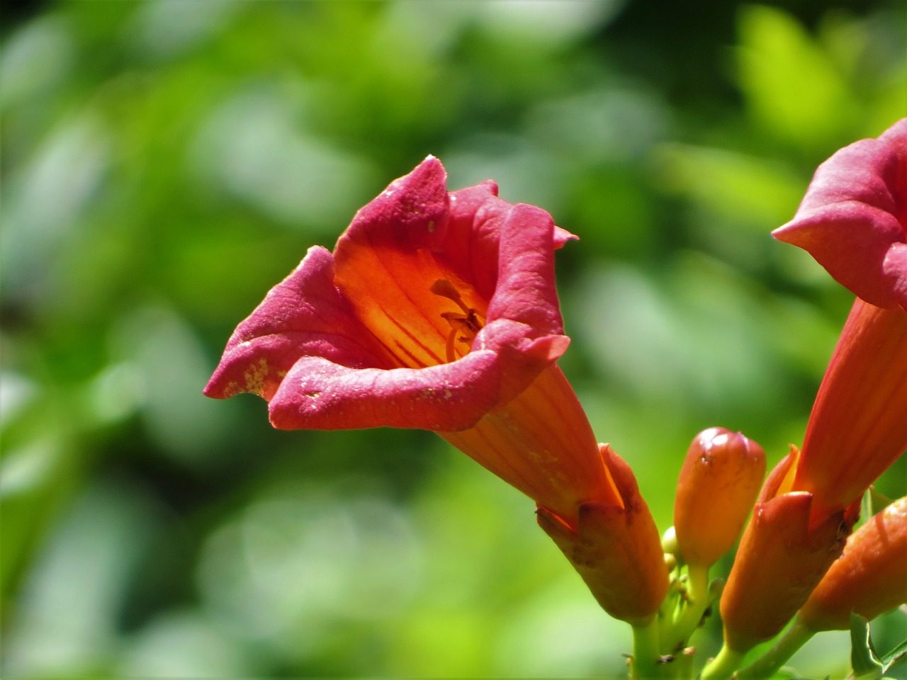 flower trumpet vine rust-orange free photo