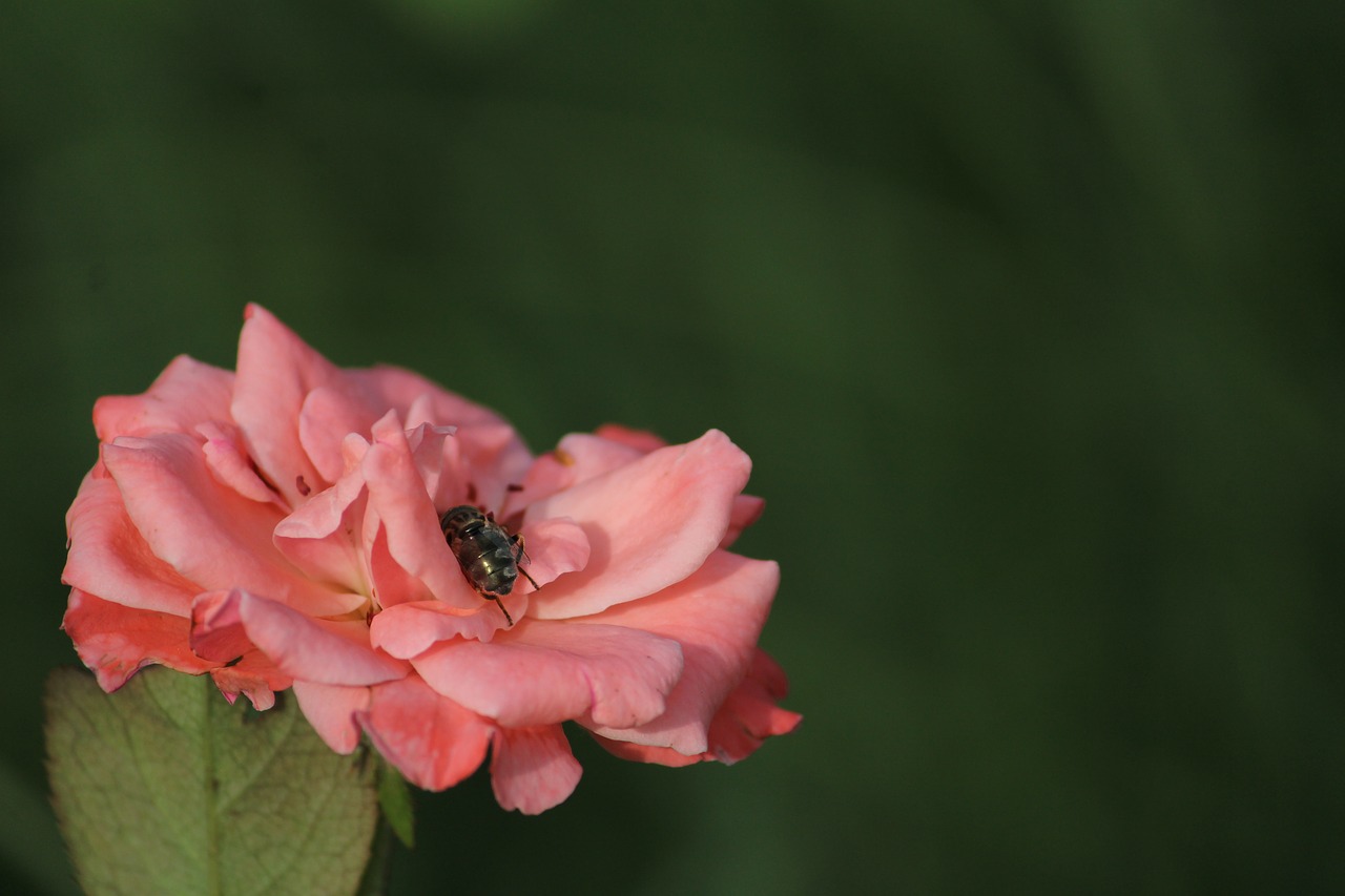 flower honeybee pink free photo