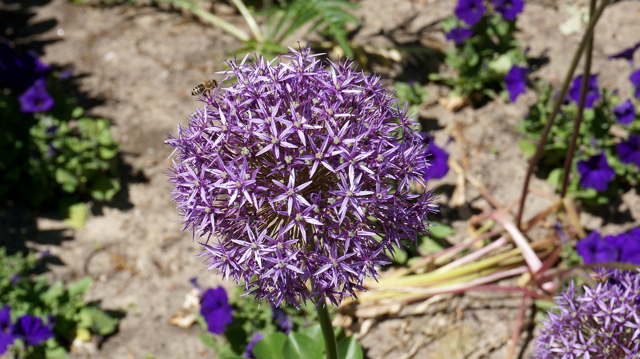 flower blossom bloom free photo