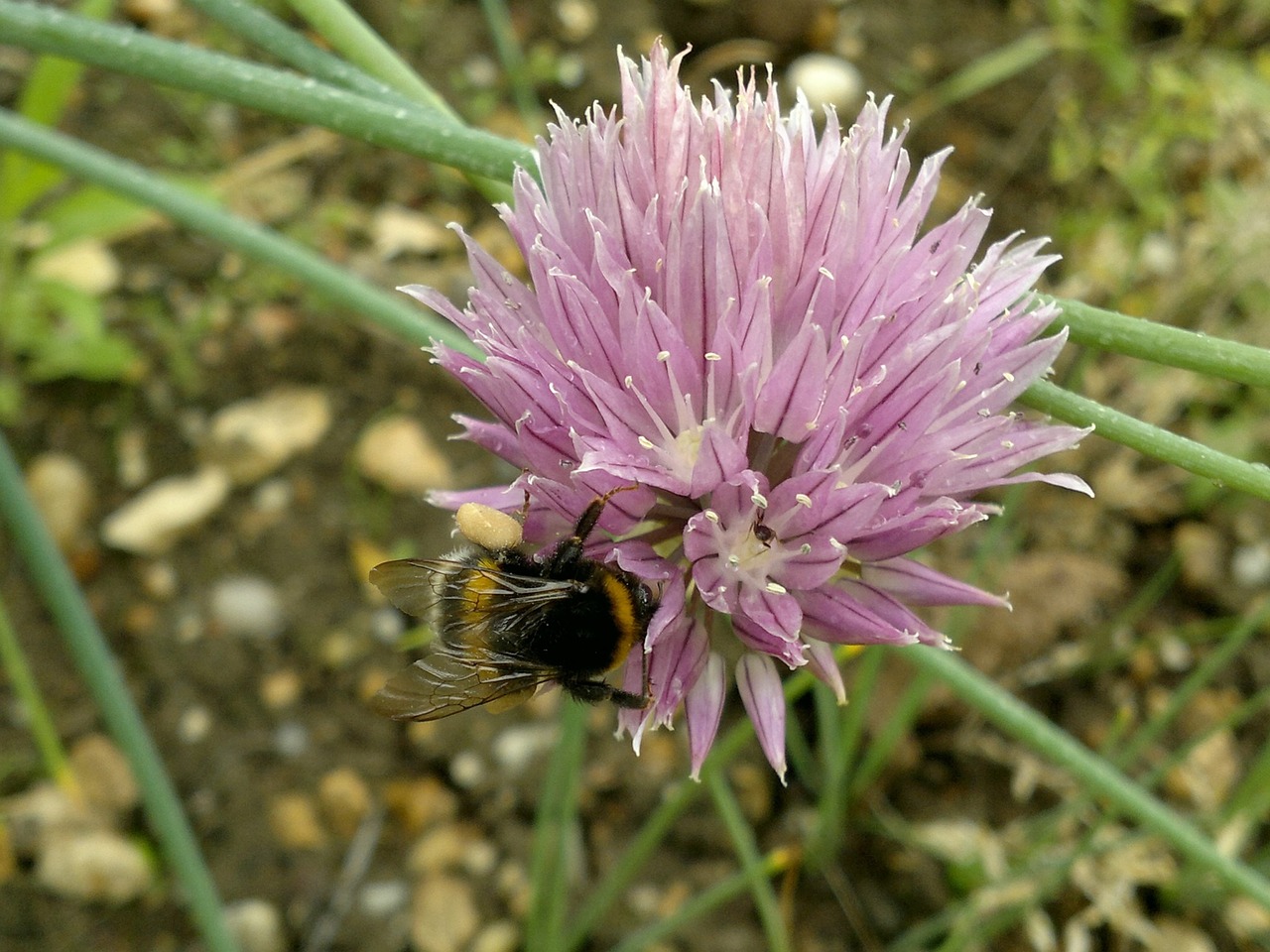flower onion bumblebee free photo