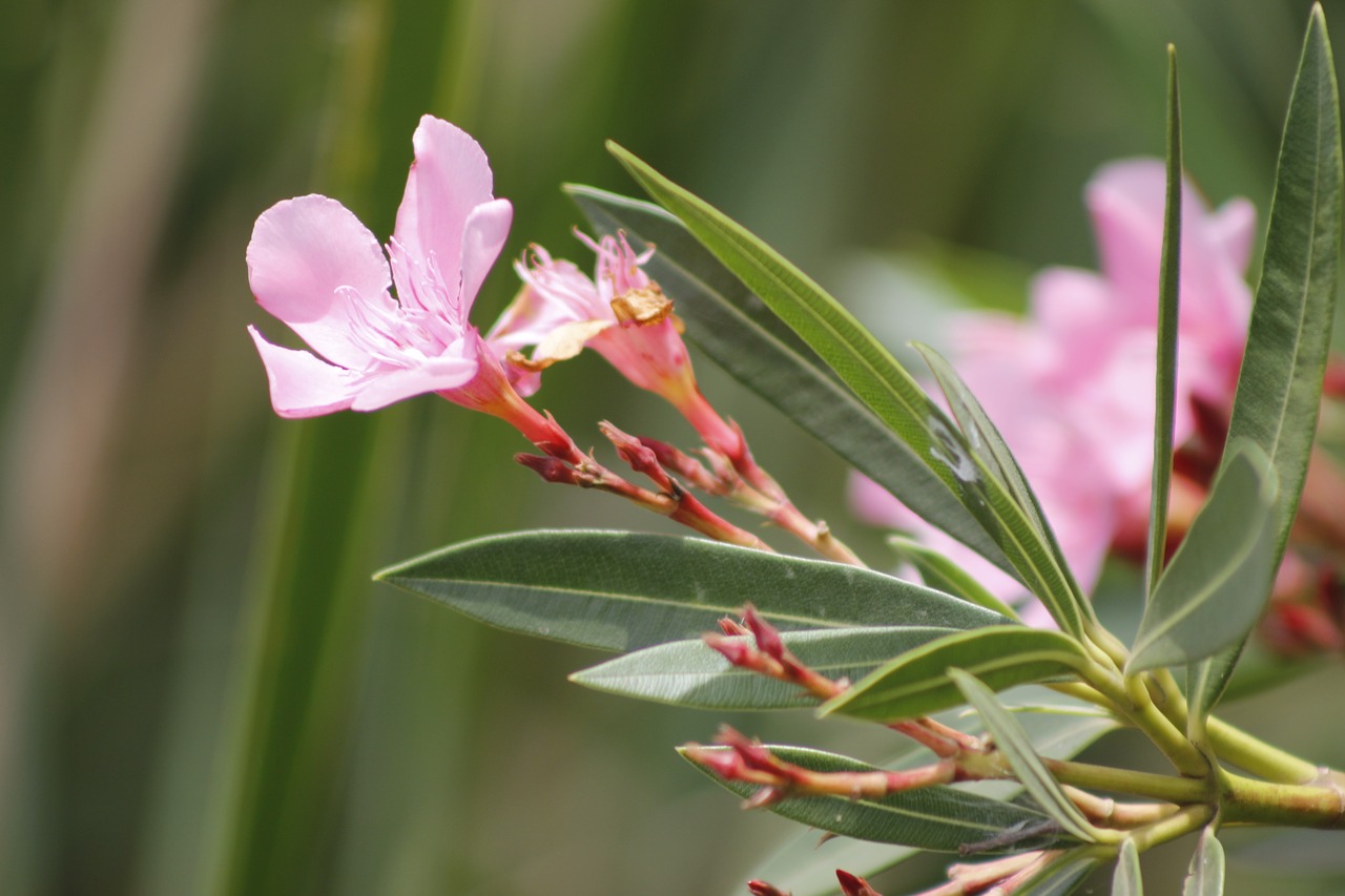 flower rosa flower color pink free photo