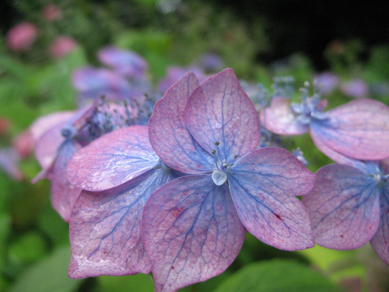 flower blue hydrangea free photo
