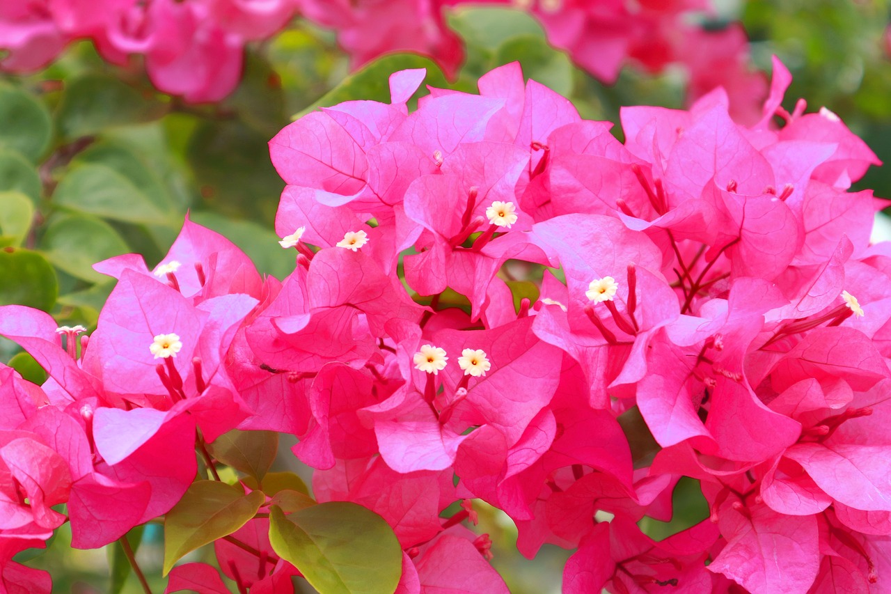 flower pink red free photo