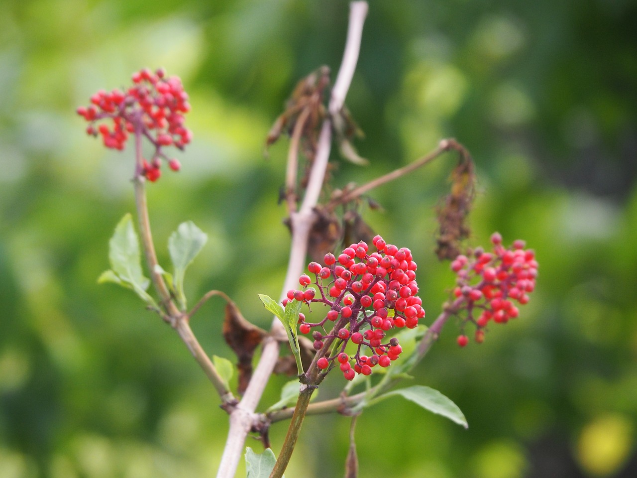 flower red blossom free photo