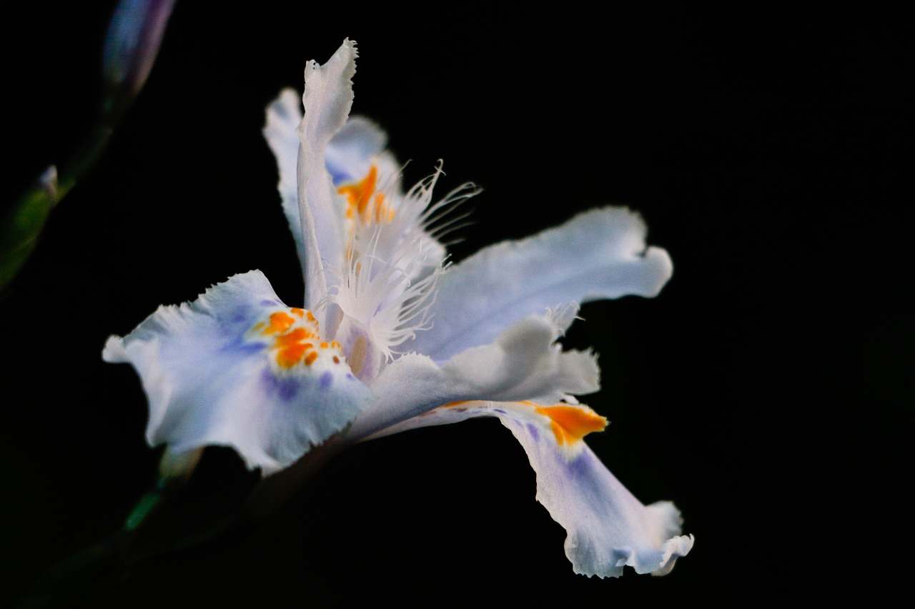 flower night dark free photo