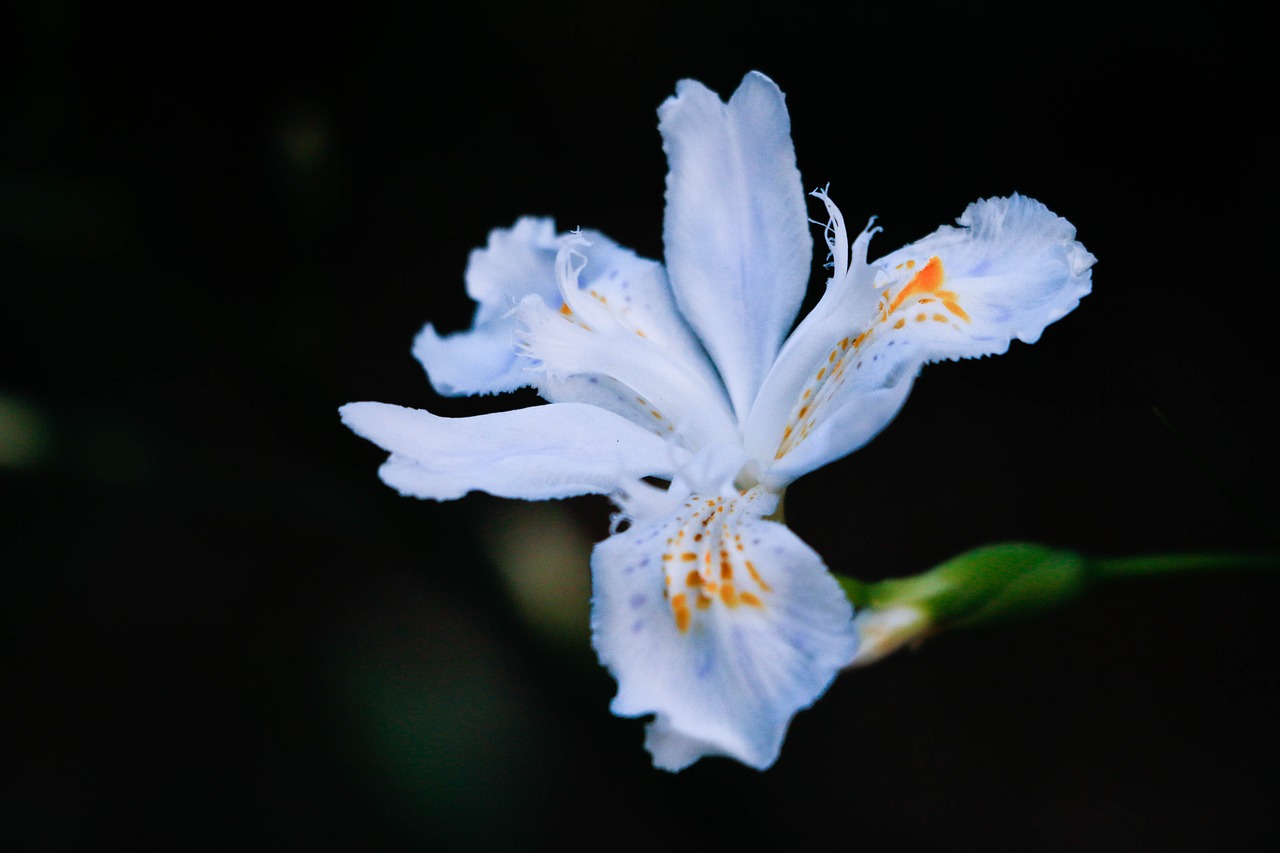 flower night dark free photo