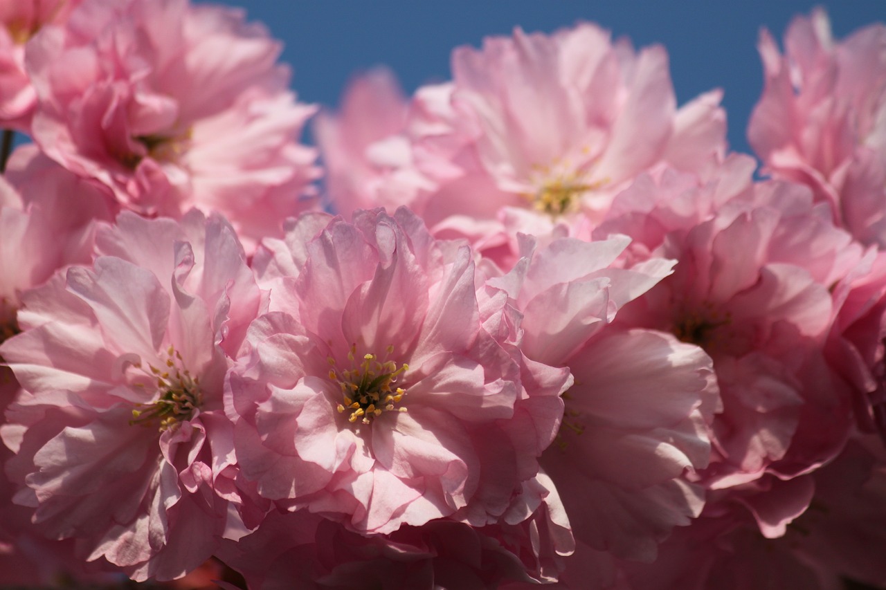 blossom bloom pink free photo