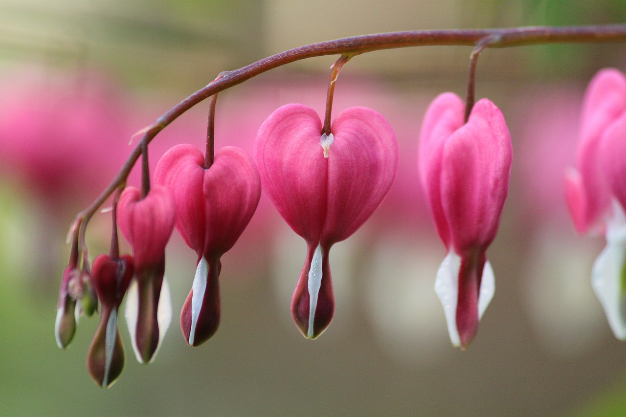 blossom bloom pink free photo