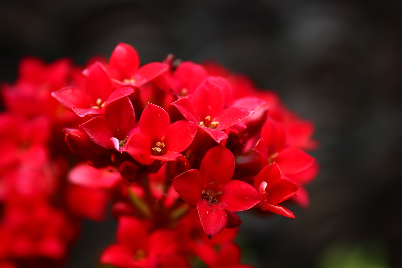 Annecy Red растение