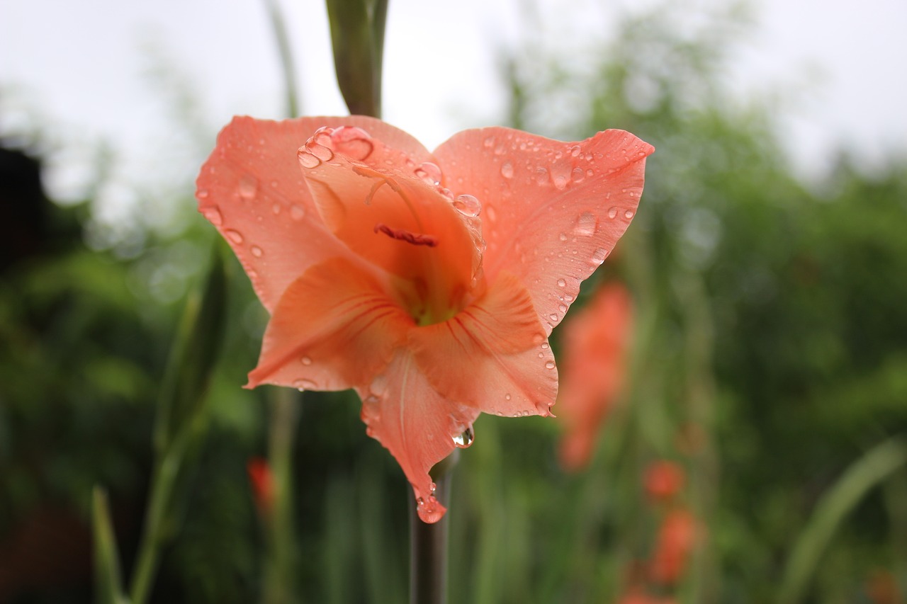 flower plant water drops free photo