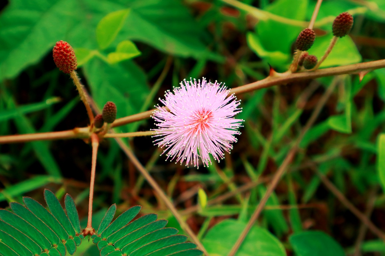 flower putri malu natural free photo