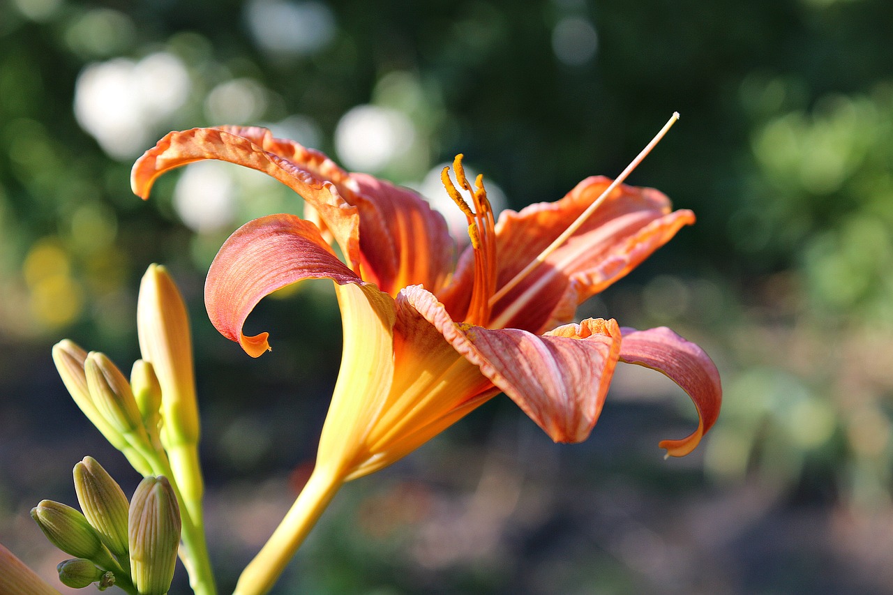 flower nature plant free photo