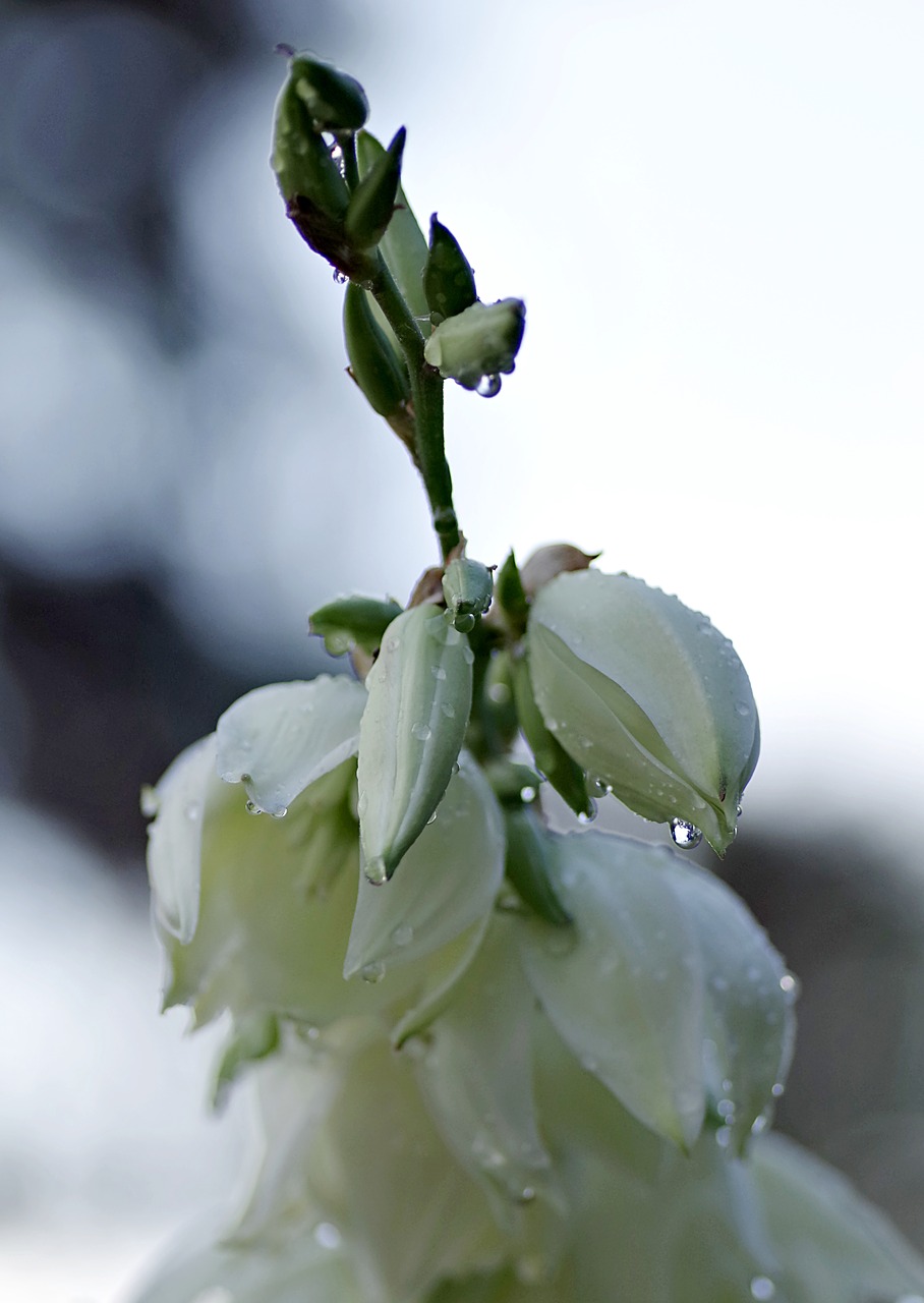 flower rain drops free photo