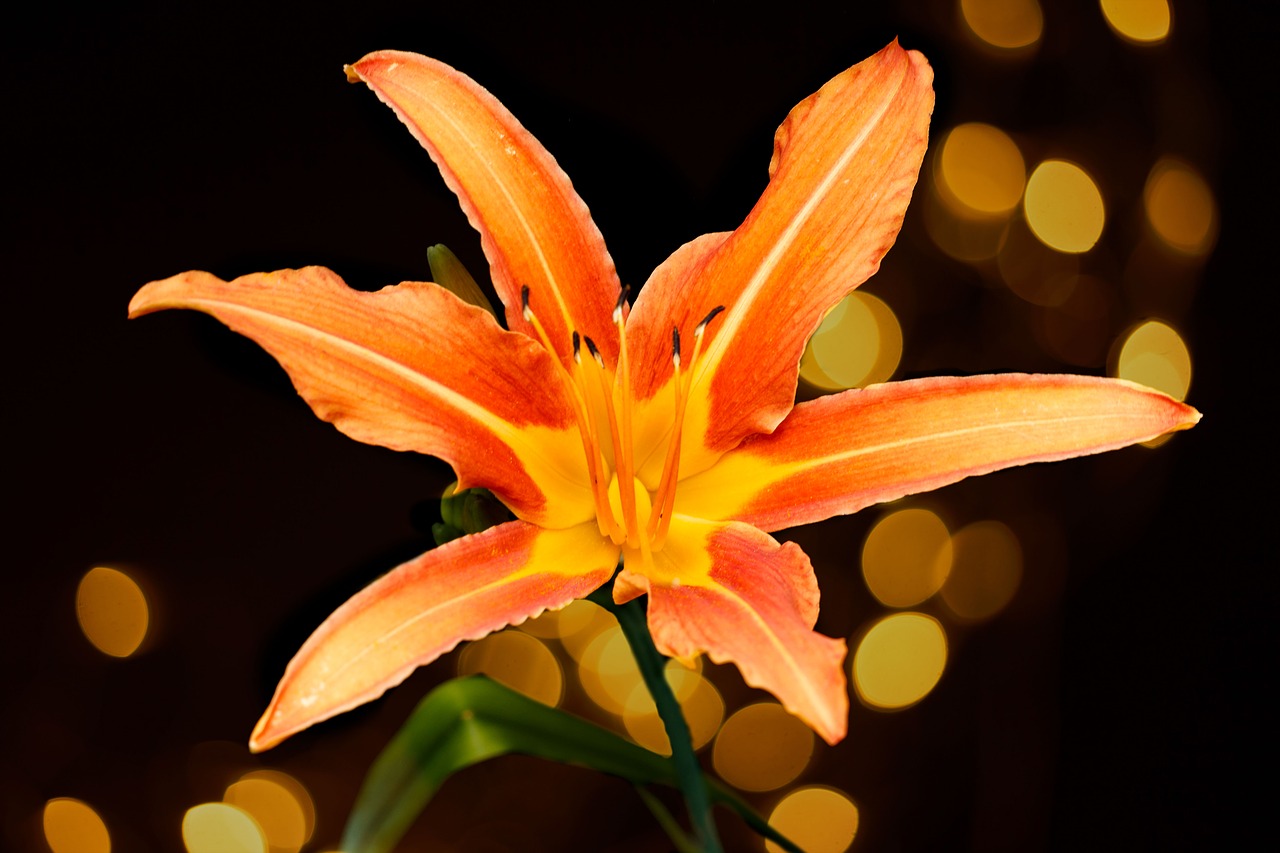 flower orange isolated free photo