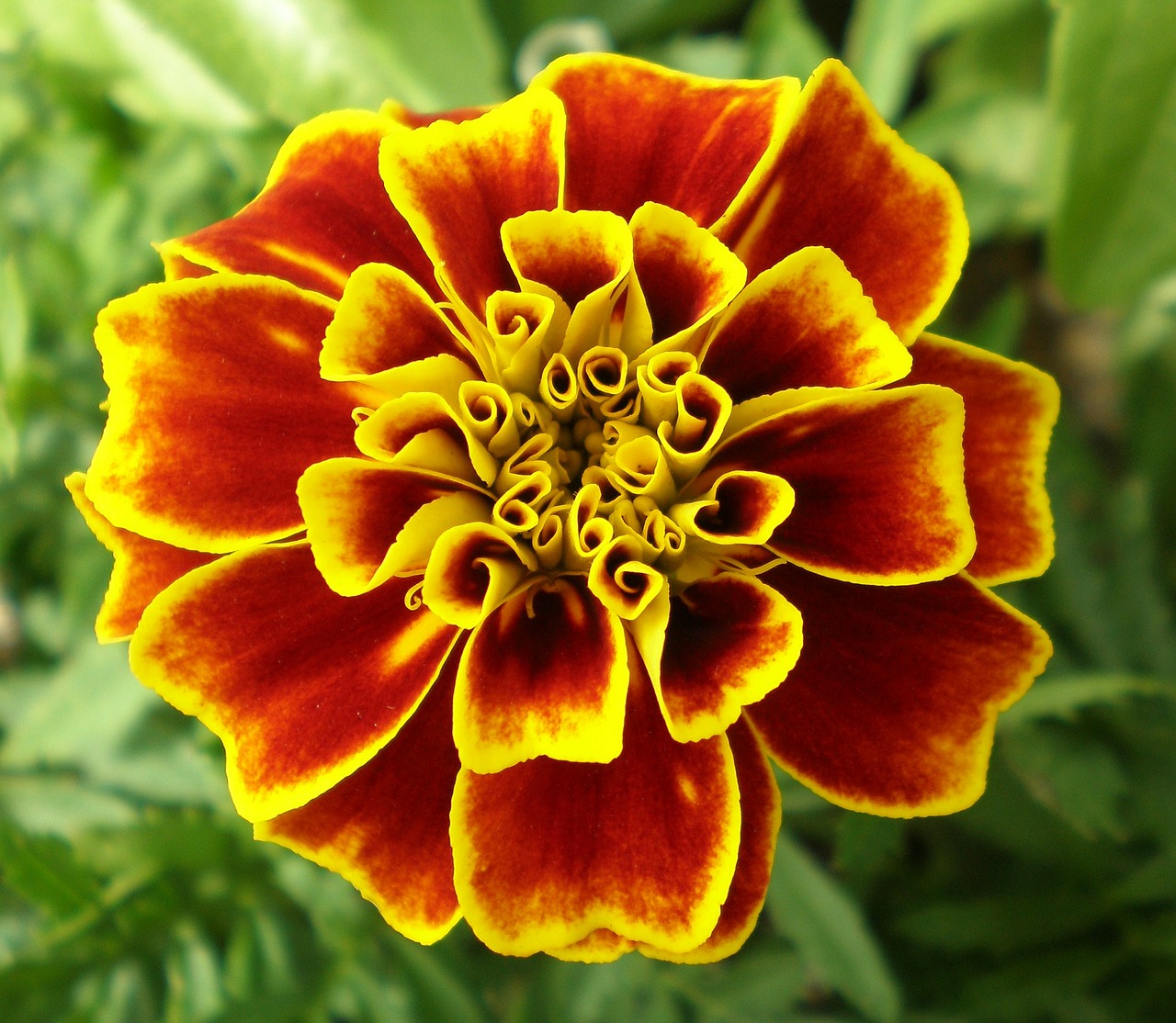 flower marigold wildflower free photo