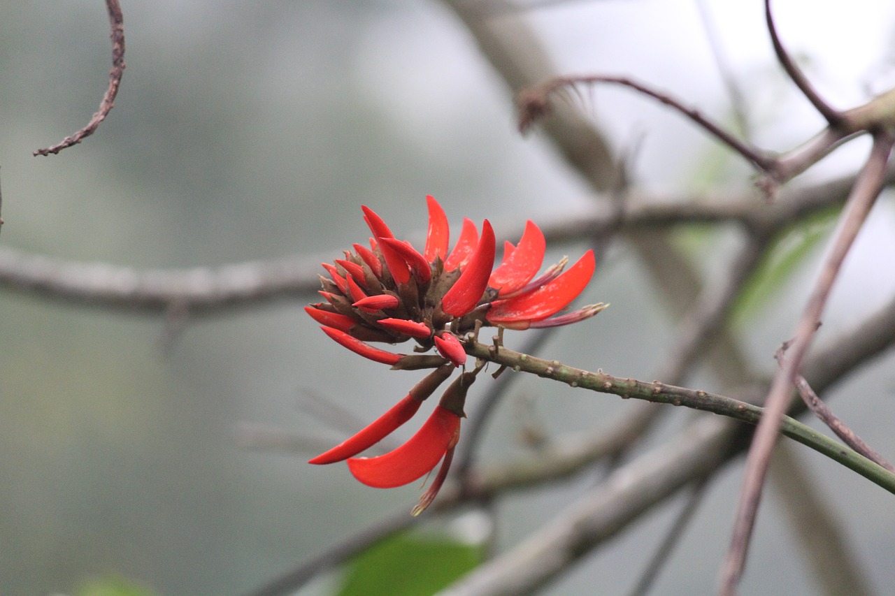 flower red flower nature free photo