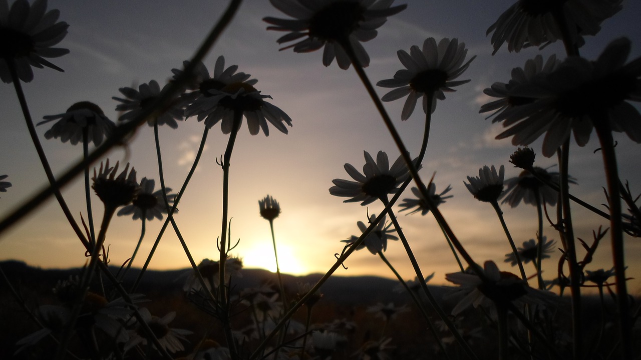 flower sunset daisy free photo