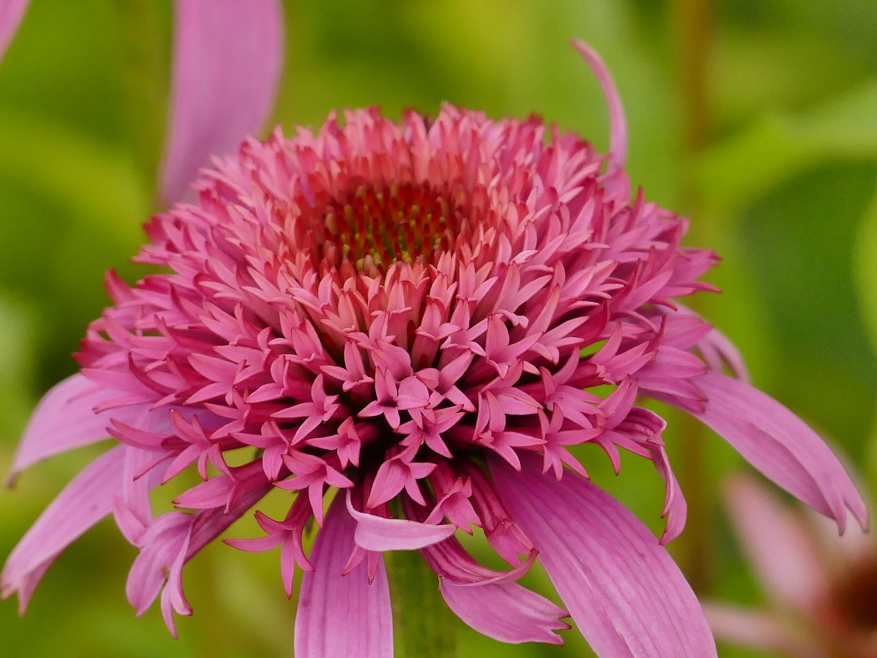 flower pink close free photo