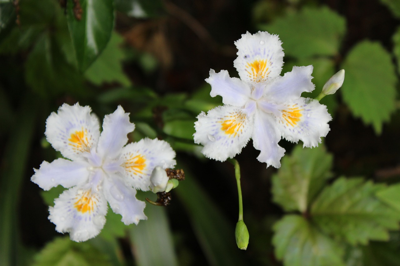 flower white flower wild flowers free photo