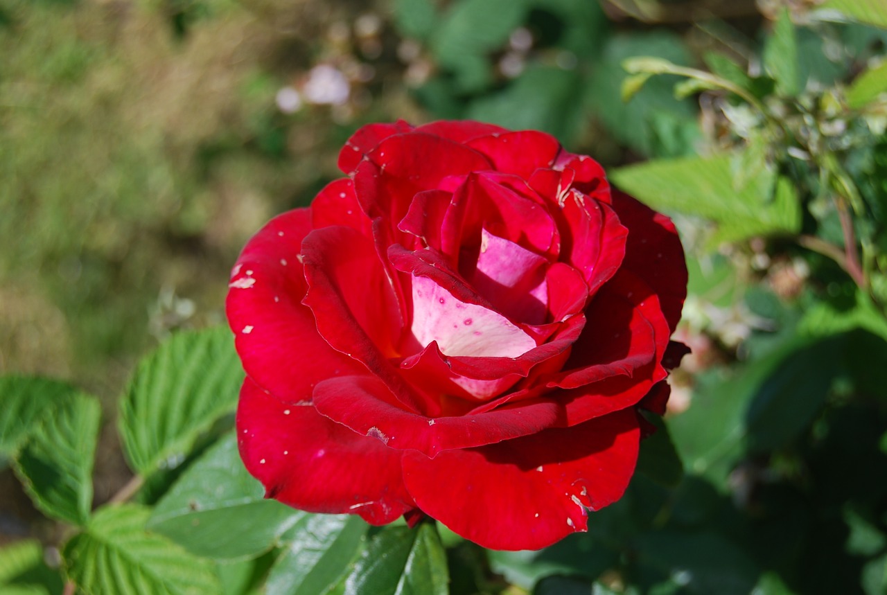 flower red pink free photo