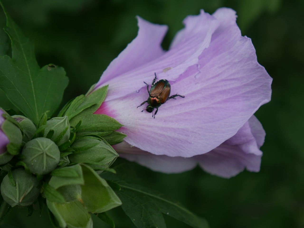 flower bug nature free photo