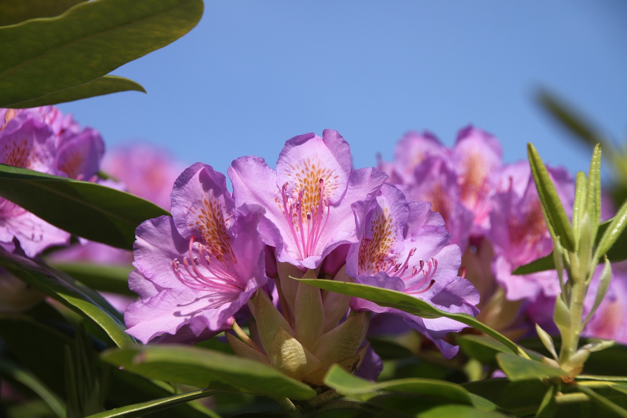 flower shrub flowering free photo