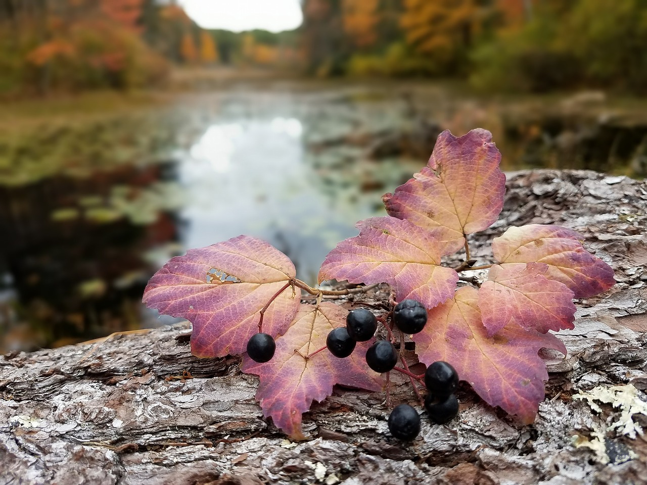 flower leaves nature free photo