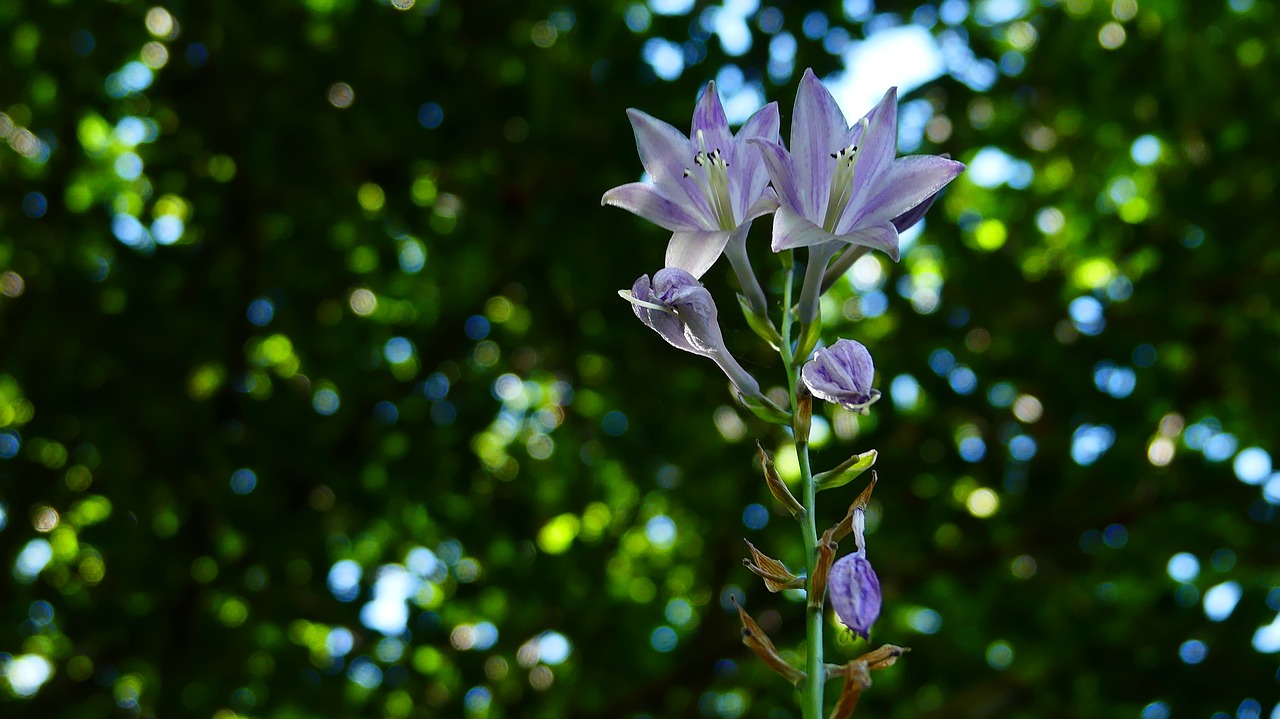 flower leaves green free photo