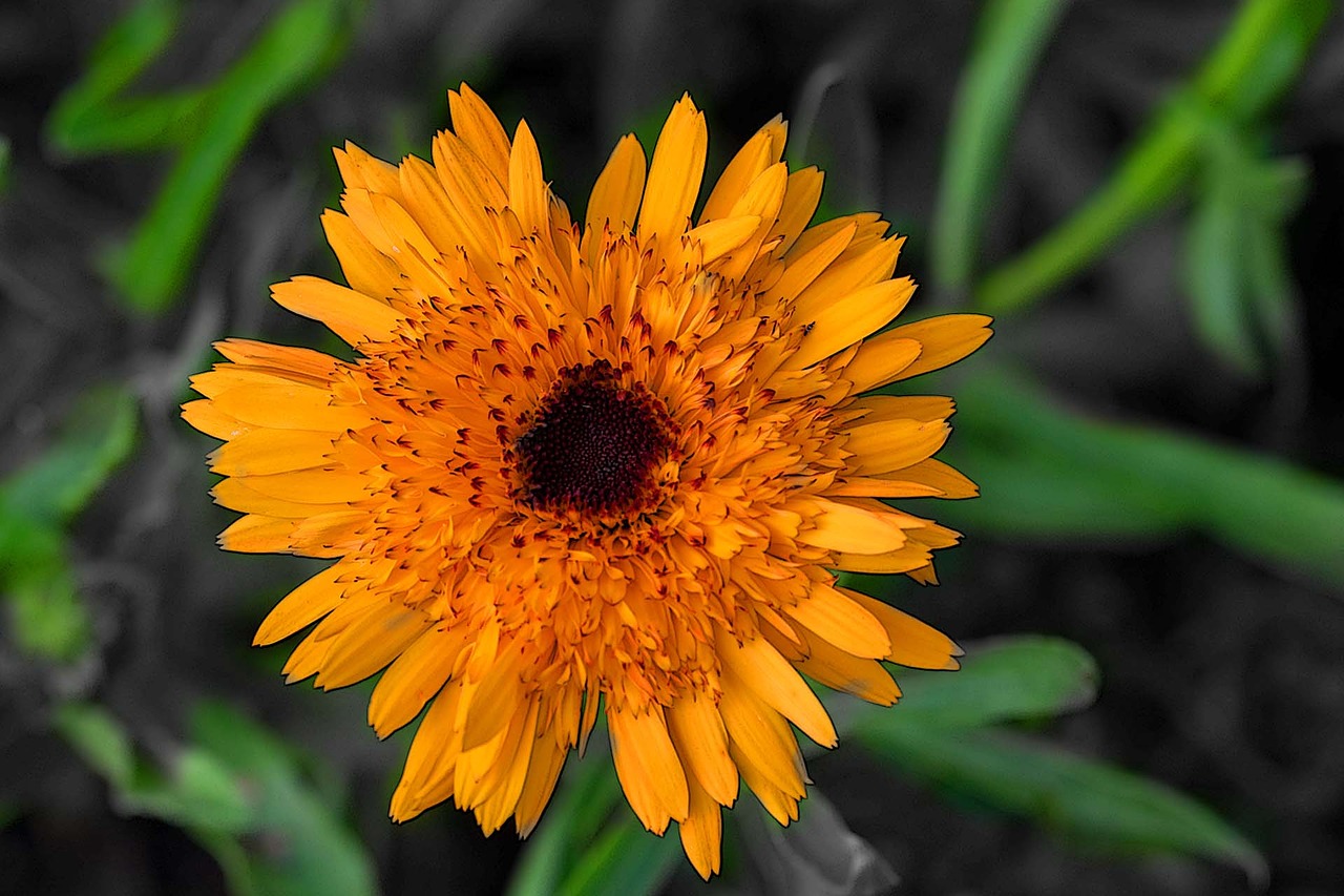 flower blossom bloom free photo