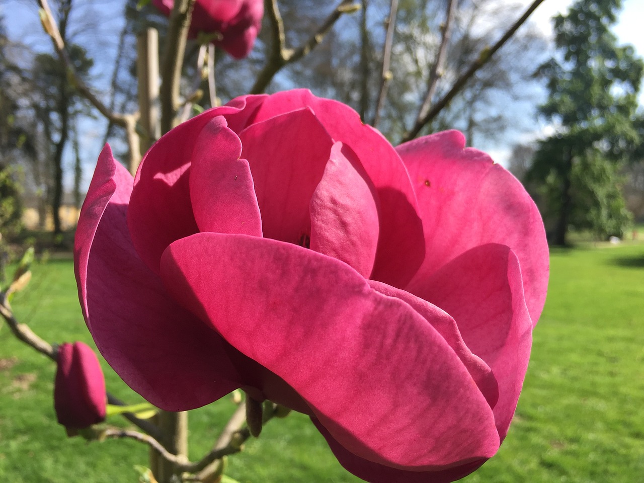 flower rose pink rose free photo