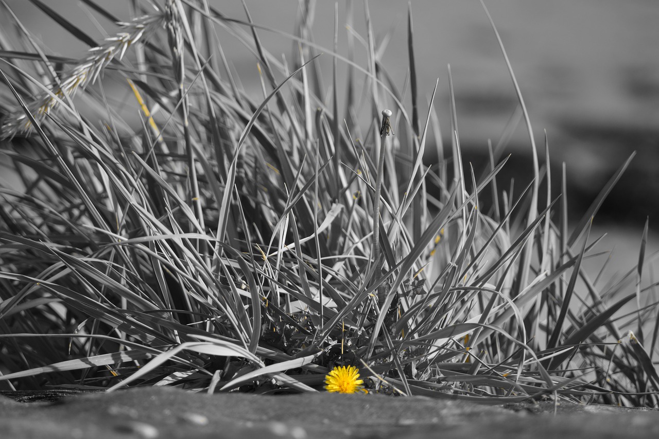 flower grass yellow free photo