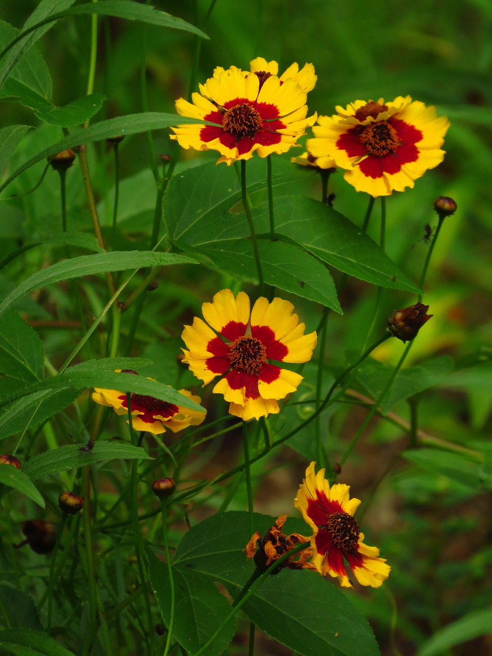 flower yellow yellow flowers free photo