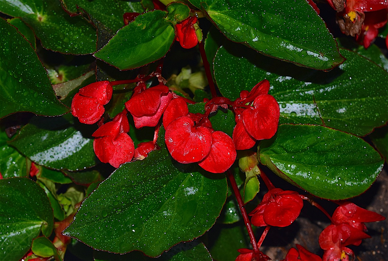 flower red rain free photo