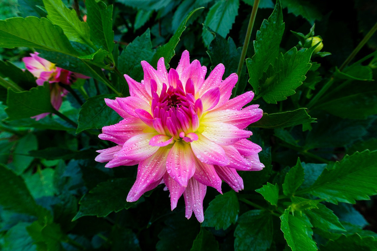 flower chrysanthemums floral free photo