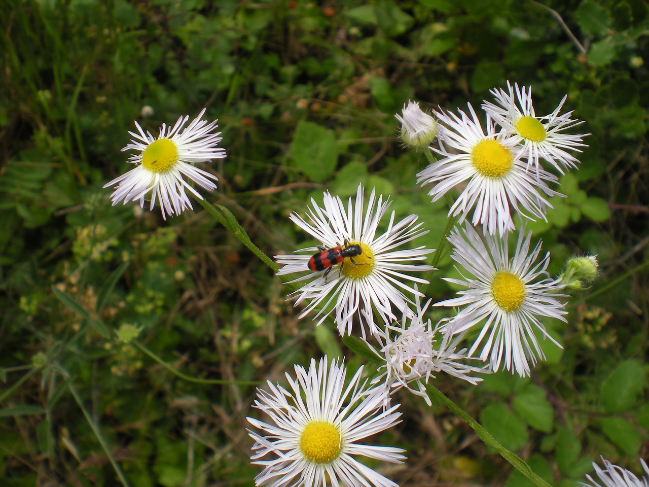 flower undergrowth insect free photo