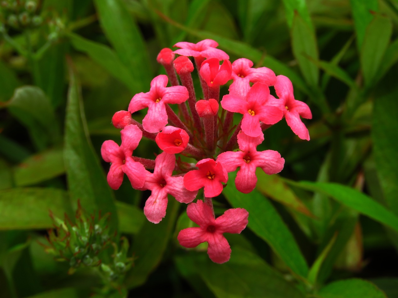 flower red green free photo