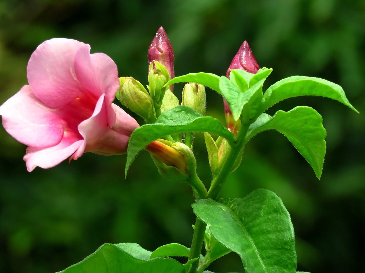 flower pink fresh free photo