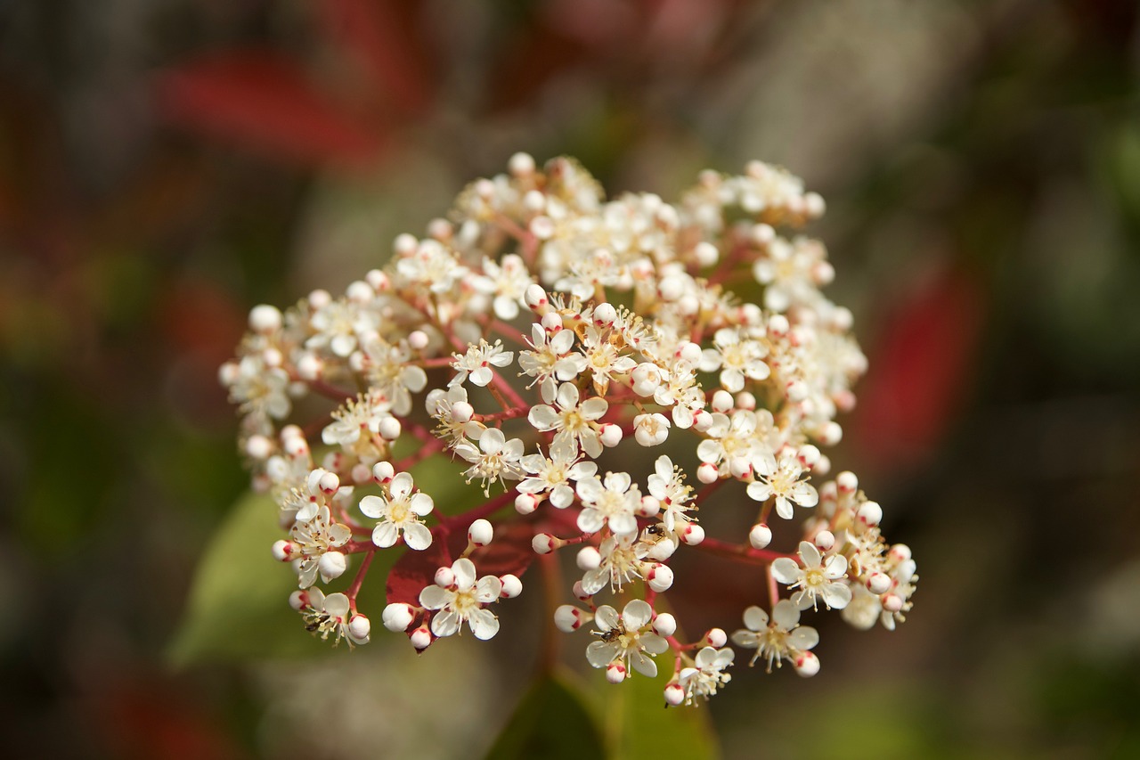 flower nature summer flowers free photo