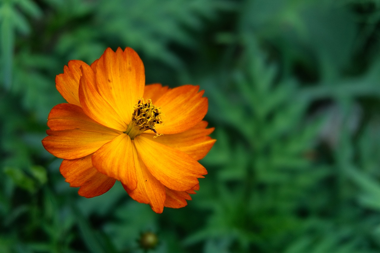 flower chrysanthemum edible free photo