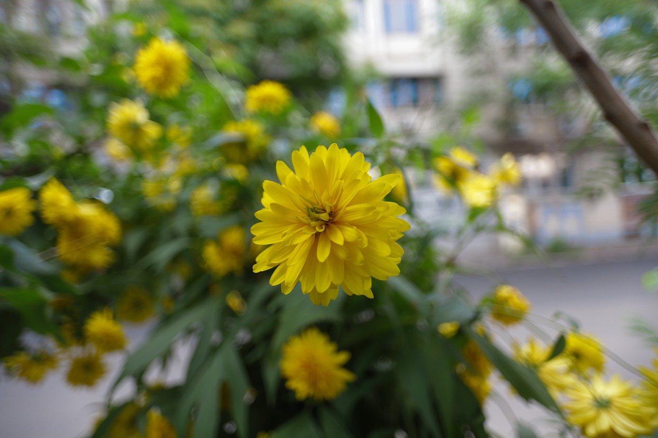 flower yellow flowers plants free photo