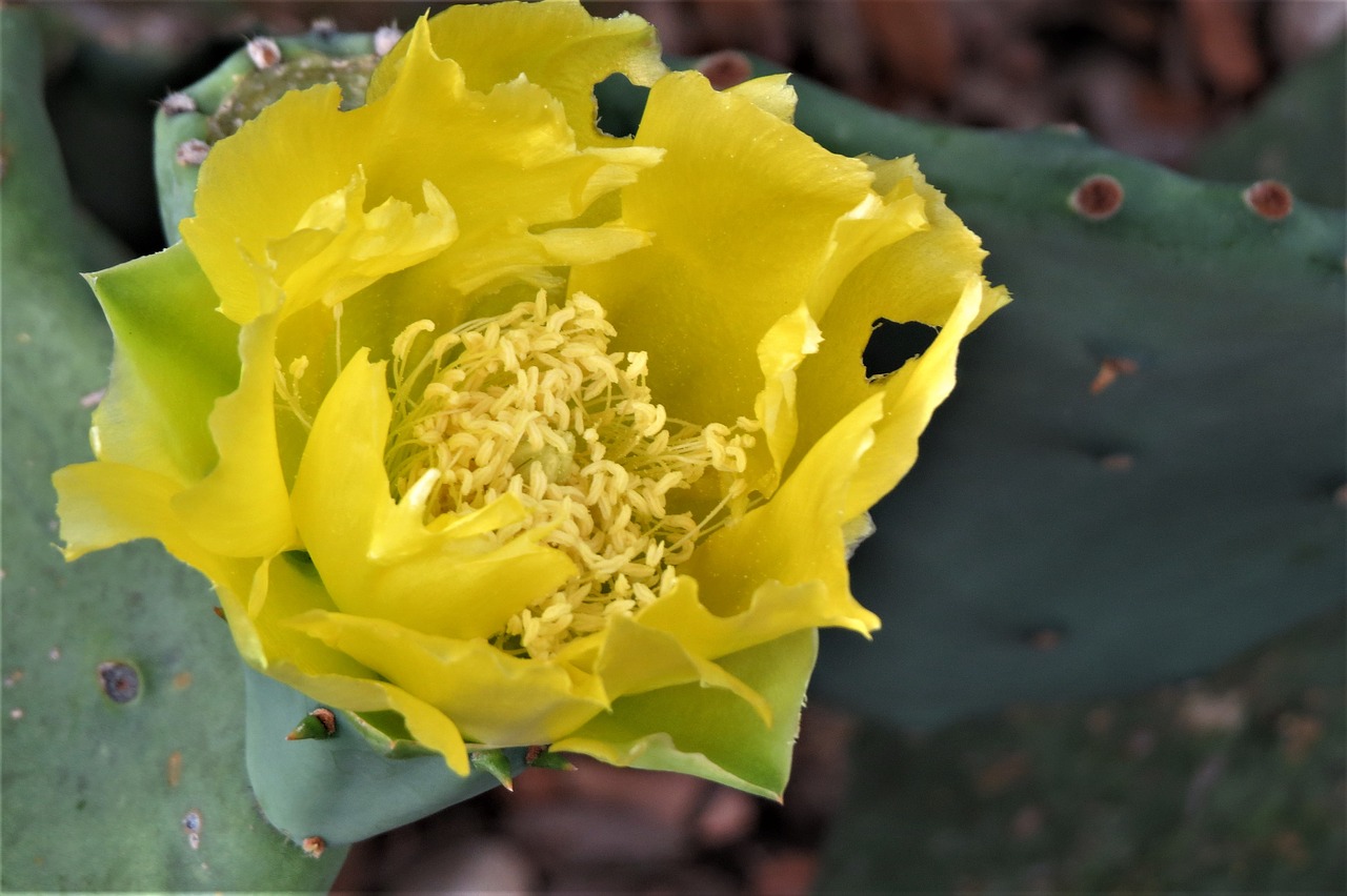 flower yellow cactus free photo