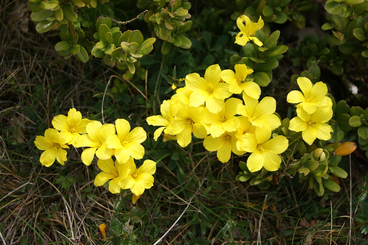 flower yellow summer flowers free photo