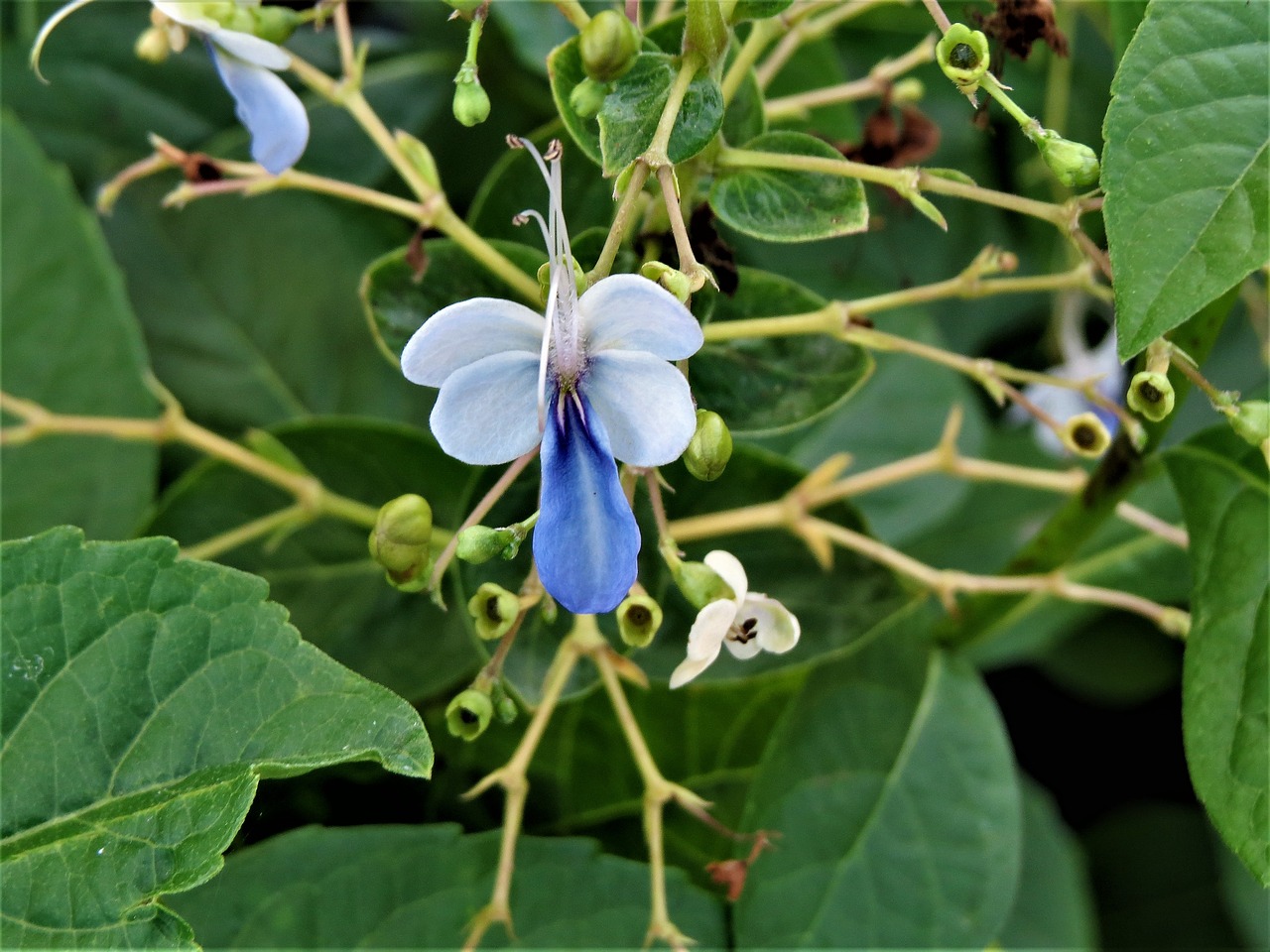 flower blue green free photo