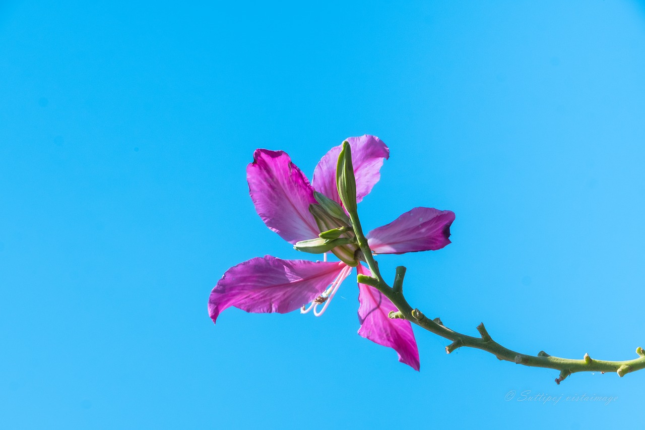 flower blue sky nature free photo