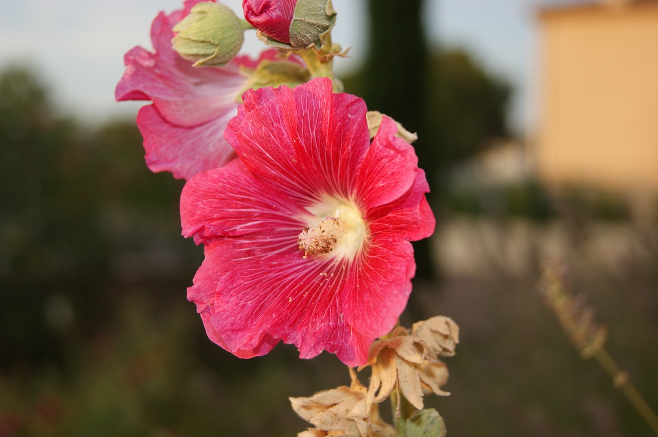 flower pink pink flowers free photo