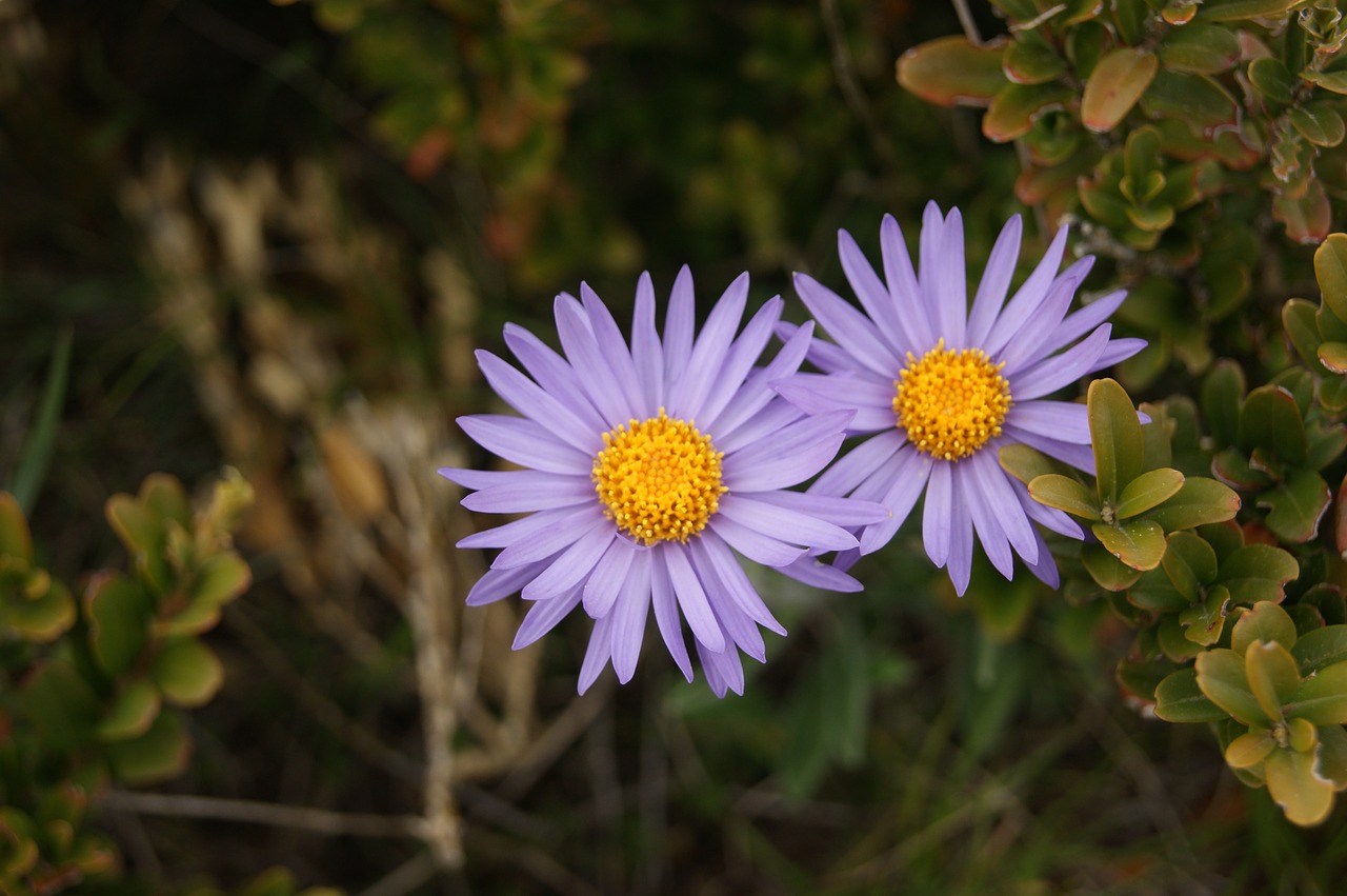 flower violet purple flowers free photo