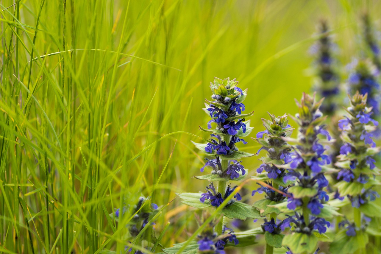 flower grass green free photo