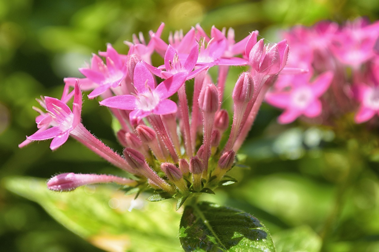 flower pink pink flowers free photo