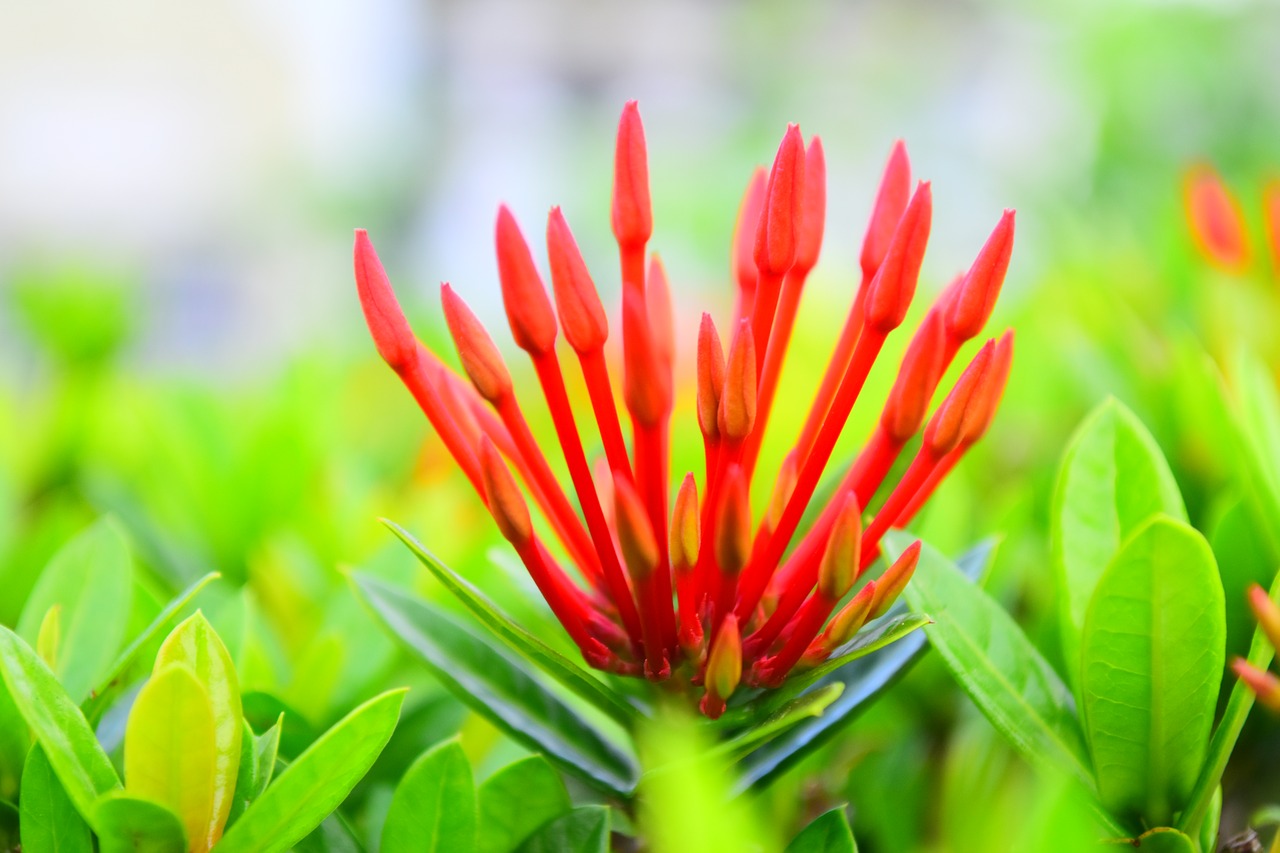 flower red nature free photo