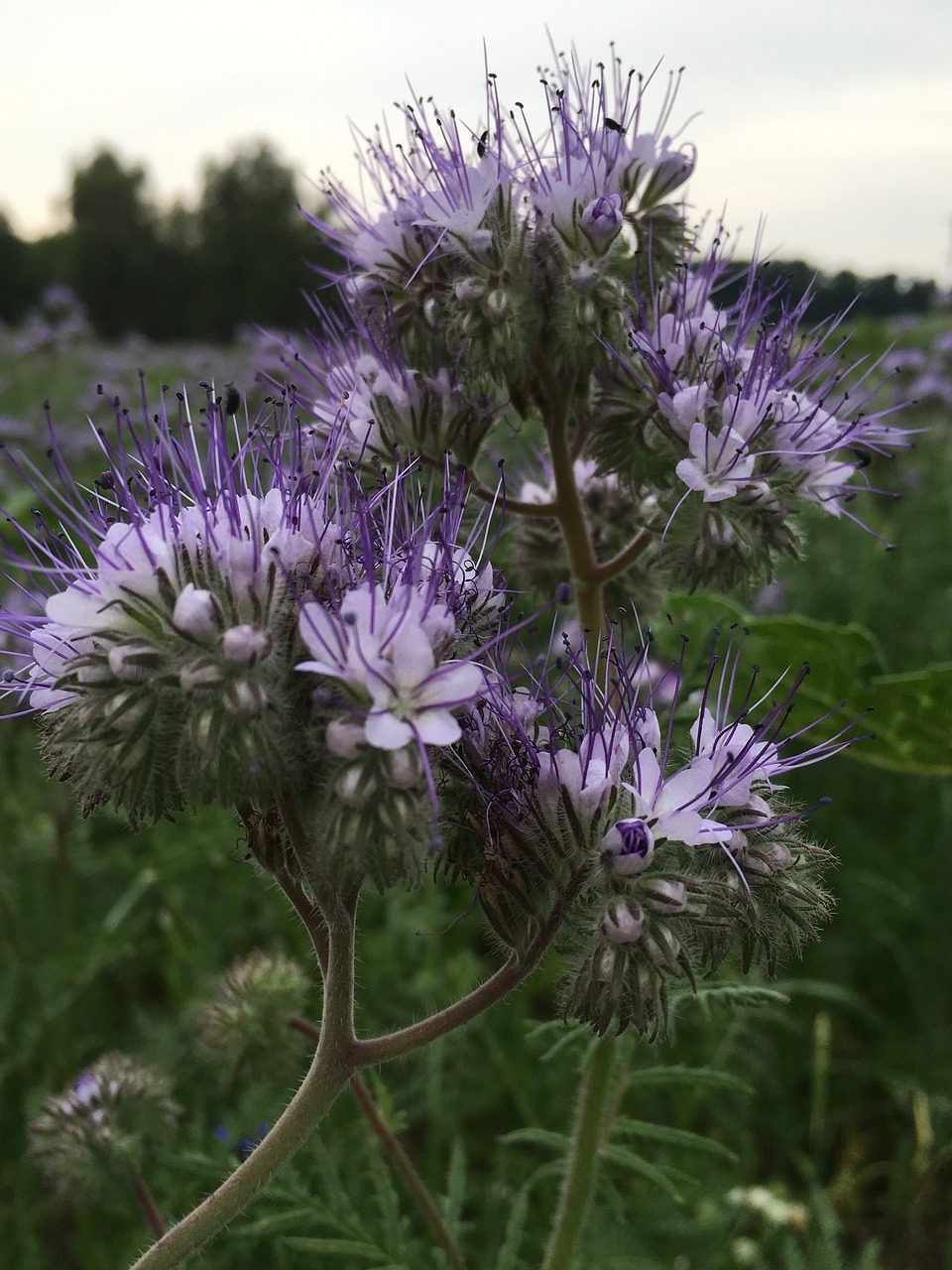 flower purple close free photo